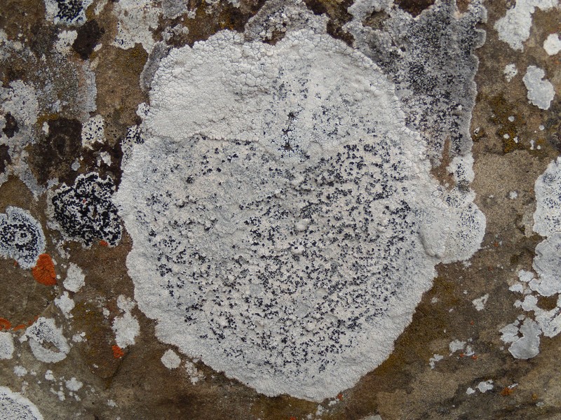 lichene bianco sulle arenarie della Laga 1
